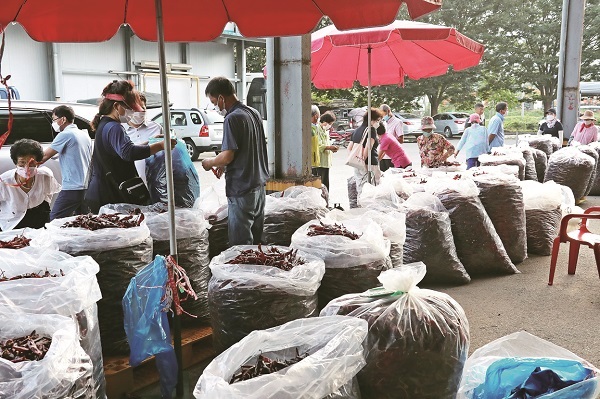 고창 건고추 장터