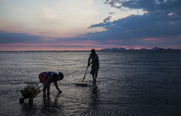 세계자연유산 고창갯벌