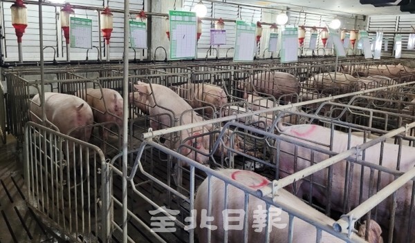 무더위가 이어지고 있는 5일 김제시 용지면의 한 양돈농가에서 돼지들이 쿨링패드 밑에서 더위를 식히고 있다. /사진 = 이동민 기자