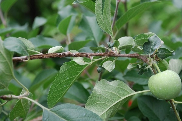 갈색날개매미충 피해 가지에 달린 사과 어린열매 /사진 제공 = 농촌진흥청 제공