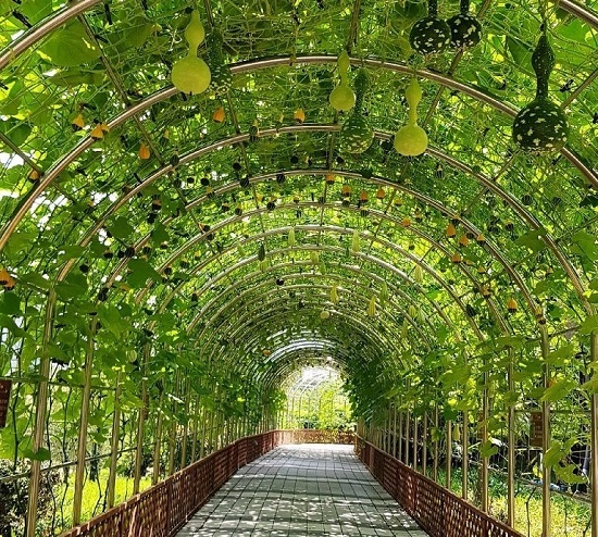 호박 주렁주렁…김제 '덩굴식물 터널' 눈길