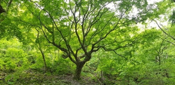정읍 내장산 최고수령 단풍나무