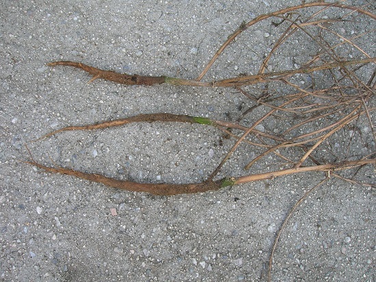 뿌리 썩음이 발생한 황기 /사진 제공  = 농촌진흥청 제공