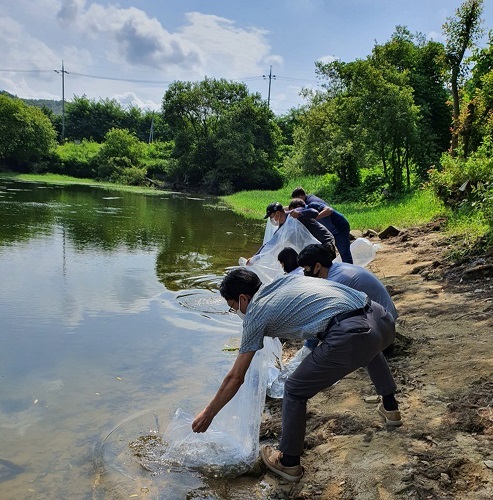 붕어 치어를 방류하는 모습