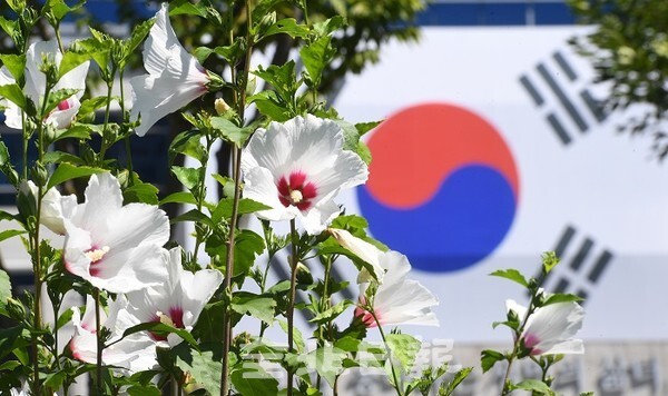 제76주년 광복절을 앞둔 12일 전북도청에 만개한 무궁화 꽃 뒤로 광복절 기념 대형태극기가 내걸려 있다. /사진 = 오세림 기자
