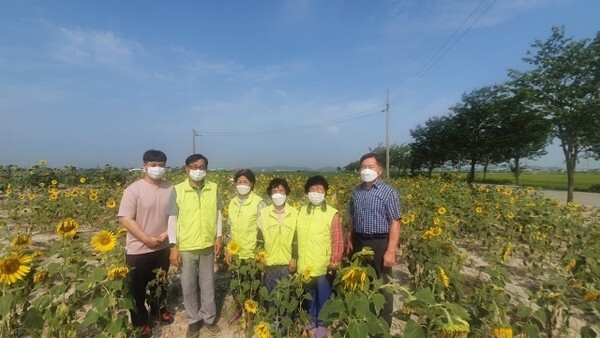 김제시 광활면 해바라기 꽃밭의 모습