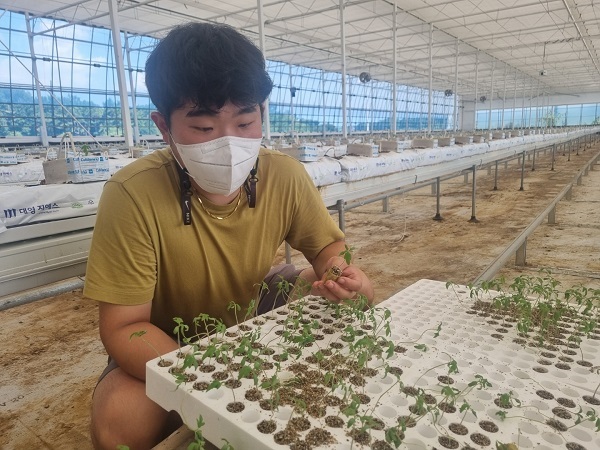 토마토를 재배하고 있는 김영웅 씨