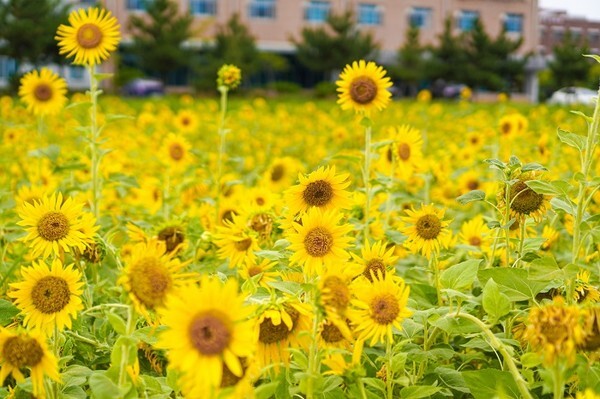 전북대학교 특성화 캠퍼스에 조성된 해바라기 꽃길