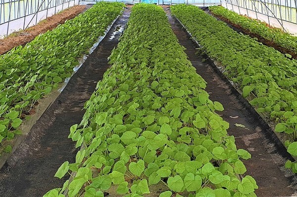 고추냉이 재배하우스