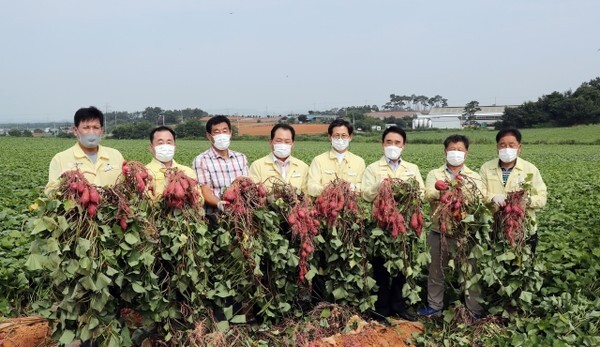 고구마 수확 현장에 방문한 유기상 군수의 모습