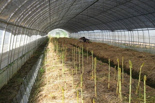 온도와 습도, 햇빛, 토양 등 성장 조건이 까다롭다고 알려진 천마는 전 세계에 약 25종이 분포하며 우리나라는 무주군 안성면이 주산지다. 비닐하우스에서 천마 꽃대가 자란 상태로 꽃대 안에 천마가 성장 중이다. /사진 제공 = 무주군