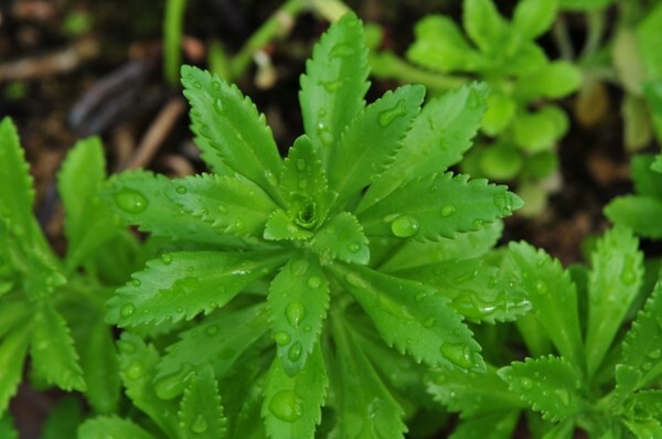 기린초 /사진 제공 = 농촌진흥청