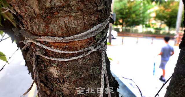 25일 전주시 덕진구 천마산로 일대의 가로수가 밧줄에 파여 심하게 훼손돼 있다. /조현욱 기자