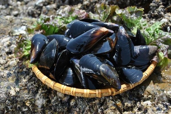 싱싱한 홍합 생물  /창원시 제공