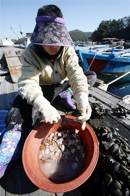 마산 저도 주민이 잘 여문 홍합을 까고 있다 /경남신문DB