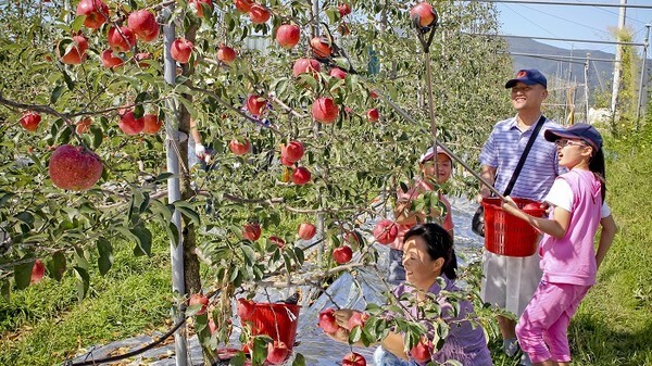 가족단위 사과수확체험 모습