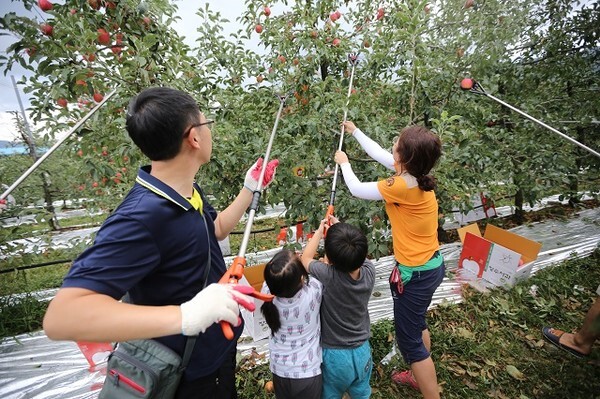 가족단위 사과수확체험 모습