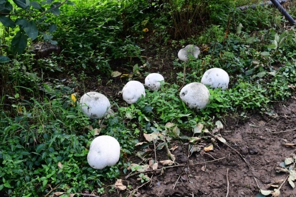 남원시 운봉읍에서 발견된 댕구알 버섯