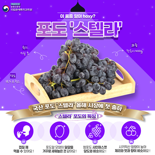 스텔라 포도 /사진 제공 = 농촌진흥청