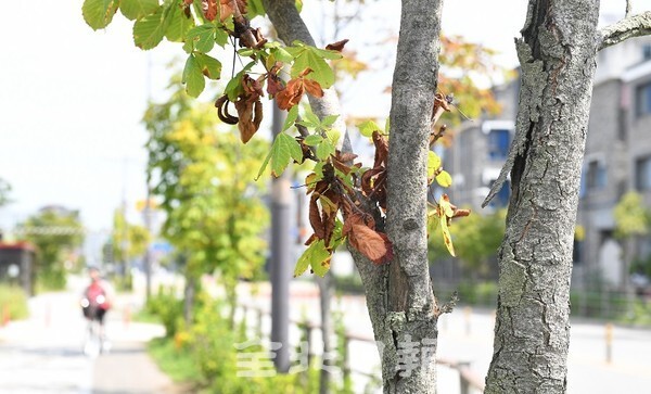 전북혁신도시 가로수가 토양 경도 문제 등으로 생육이 불량해 31일 말라가고 있다. /사진 = 오세림 기자