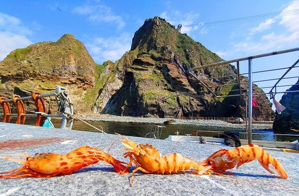 독도를 배경으로 찍은 독도새우 3종. 왼쪽부터 꽃새우(물렁가시붉은새우), 닭새우(가시배새우), 도화새우. /사진 제공 = 한국해양과학기술원 울릉도·독도해양연구기지