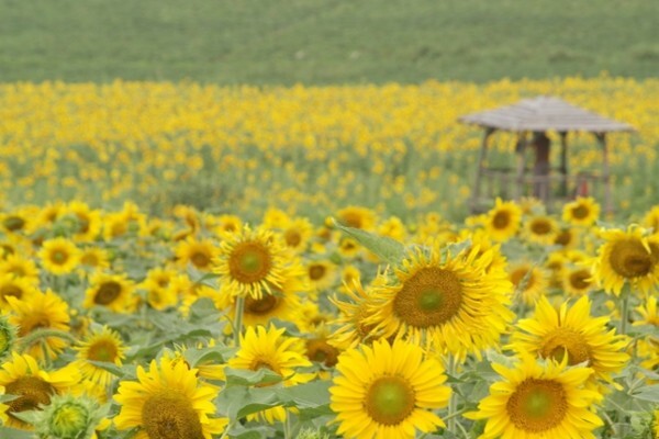 고창 학원농장 해바라기밭