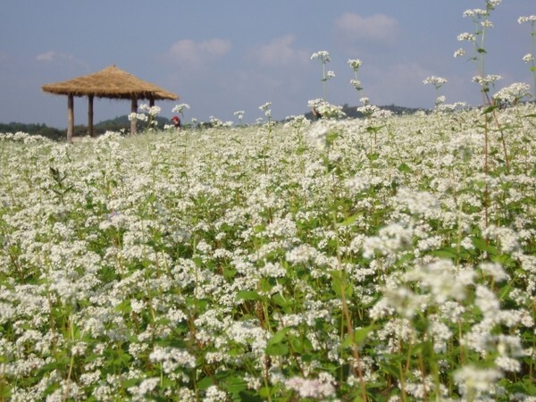 고창 학원농장 메밀밭