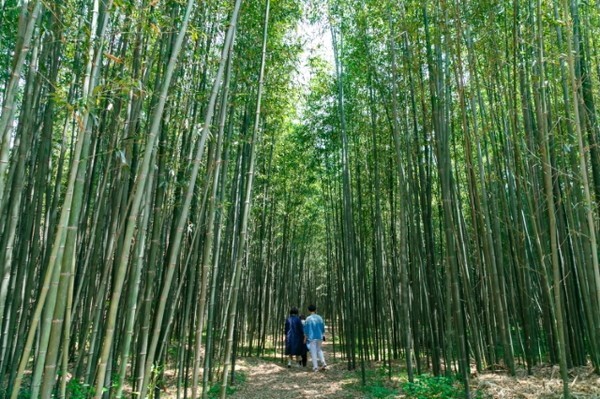 익산 미륵산 둘레길 중 금마 구룡마을 대나무숲길 /사진 제공 = 익산시