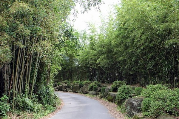 익산 미륵산 둘레길 중 금마 구룡마을 대나무숲길 /사진 제공 = 익산시