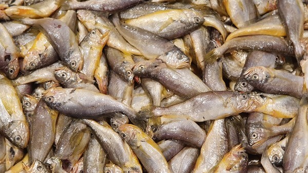 한림수협 위판장에 경매로 나온 제주산 참조기. /제주일보 제공