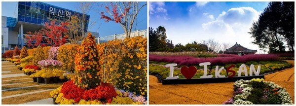 익산역(좌)와 익산문화원 옆(우)에서 진행된 익산 천만송이 국화축제 모습 /사진 제공 = 익산시