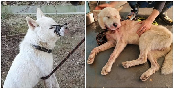 /사진 제공 = 비글구조네트워크