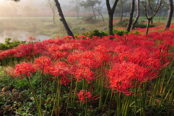 고창 선운산 꽃무릇