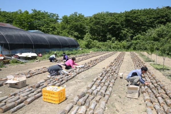 천마는 광합성 능력이 없어 공생관계인 뽕나무 버섯균이 참나무 영양분을 흡수해 천마에 전달해주는 형태의 편리 기생을 한다. 농민들이 천마 식재를 위해 천마목을 배영하고 그 사이에 종균을 투입하고 있다. /사진 제공 = 무주군