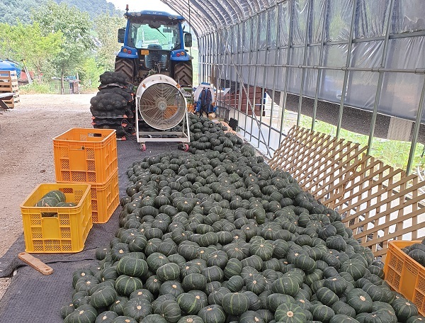 수확후 선별을 앞두고 있는 연천 단호박