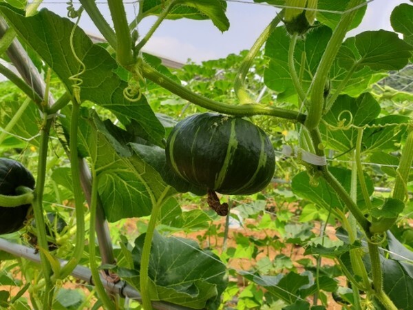 재배단지 덕시설에 열린 연천 단호박