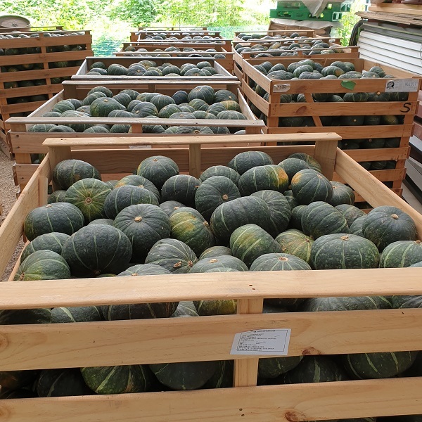 수출을 위한 선적 작업을 앞둔 연천 단호박