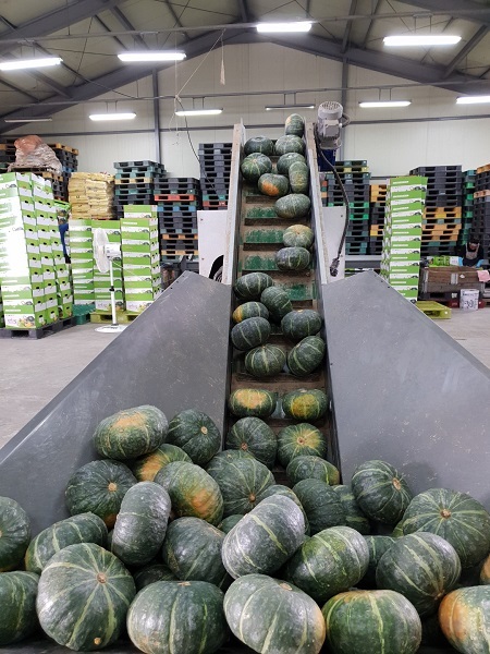 연천군 단호박 선별장