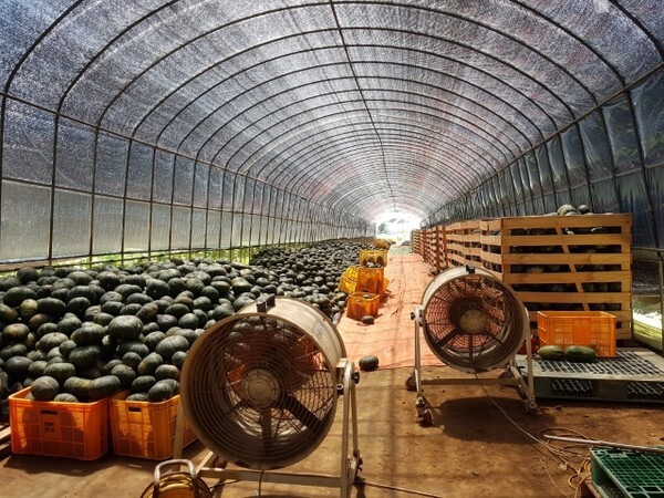 단호박 후숙 및 저장시설