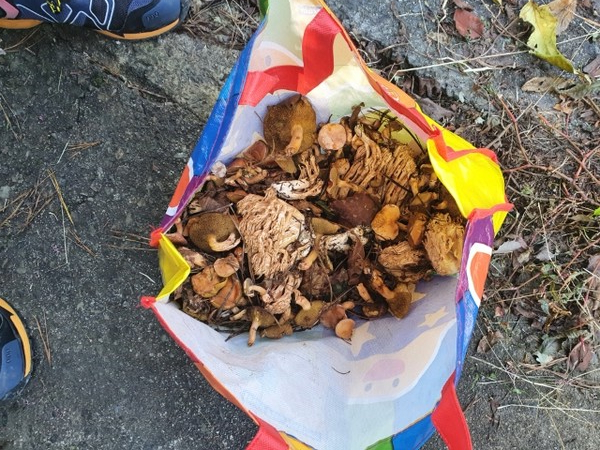 불법 채취로 적발된 임산물