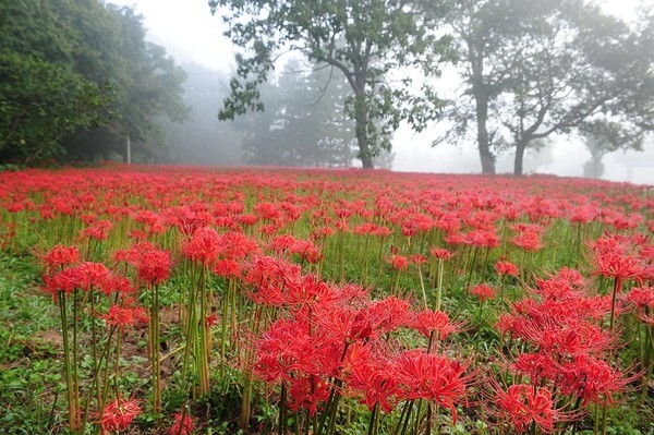 고창 선운산 계곡에 꽃무릇이 활짝 피어있다.