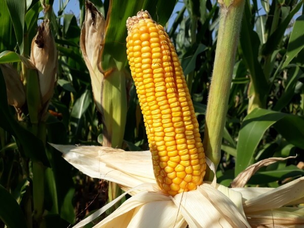 광평옥 이삭 /사진 제공 = 농촌진흥청