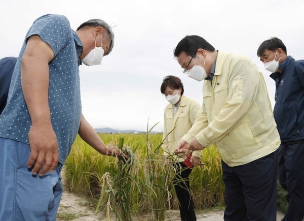 정헌율 익산시장이 25일 벼 병충해 발생 상황을 점검하기 위해 긴급 현장 행정을 펼쳤다. /사진 제공 = 익산시