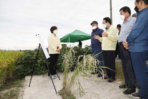 정헌율 익산시장이 25일 벼 병충해 발생 상황을 점검하기 위해 긴급 현장 행정을 펼쳤다. /사진 제공 = 익산시