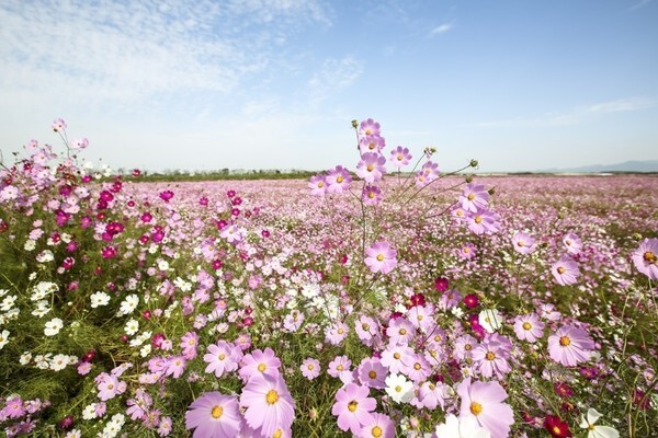 김제 지평선 온라인 축제 중 '코스모스 길'의 모습