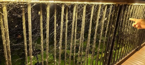 기지제 난간에 붙어있는 거미줄.