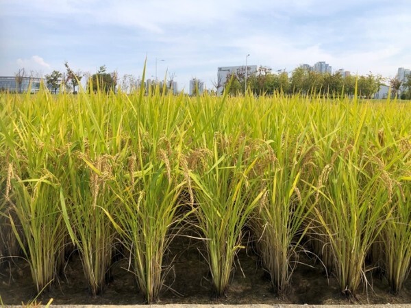 '참동진’ 식물체 사진 /사진 제공 = 농촌진흥청