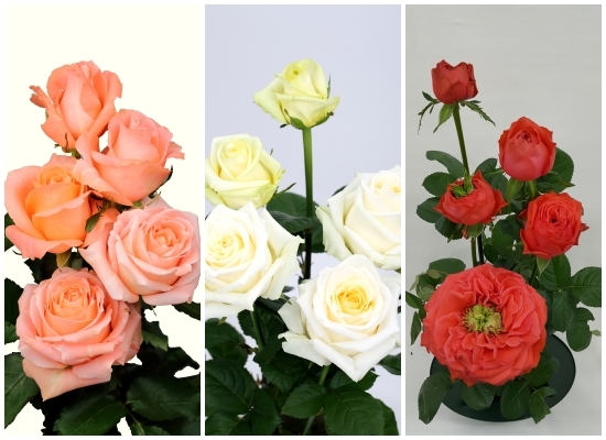 (왼쪽부터)핑크뷰티, 화이트뷰티, 애피타이저 /사진 제공 = 농촌진흥청