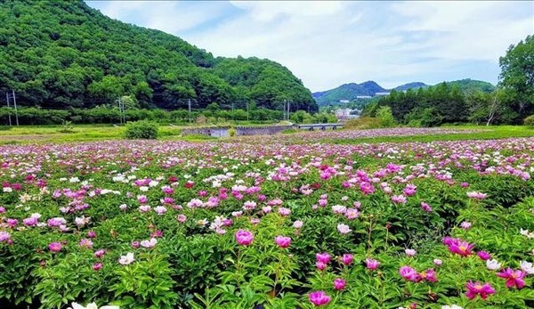 화순군은 지난 2019년 3월 절화 작약을 시장에 처음으로 내놔 주목을 받았다. 지난 2017년부터 시범사업을 추진, 4개 농가가 시설 하우스 0.4ha에서 절화 작약을 재배 중이다. 사진은 작약꽃이 피어있는 작약 재배단지.