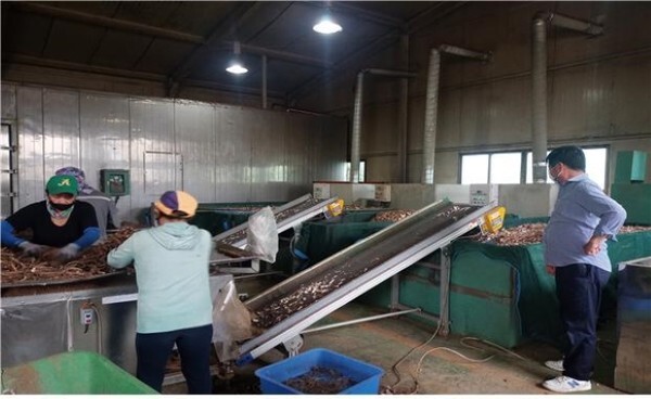 화순에서 생산되는 작약은 전남생약조합이 전량 수매해 90여개 거래처에 공급하고 있다. 사진은 작약을 선별해 가공하는 장면.